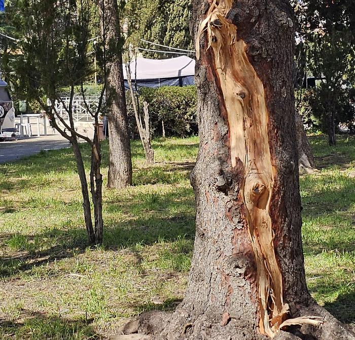 Lightning strikes a tree in Villa Bonfiglio, splinters flying among the stalls