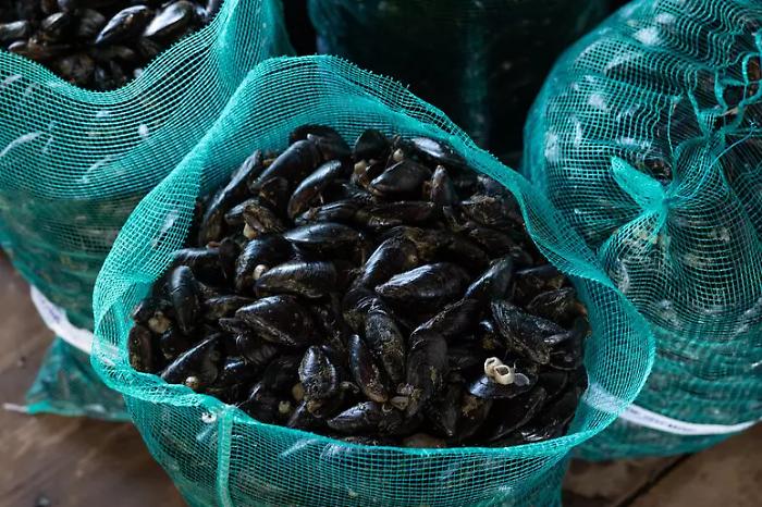 Alarm among infectious disease specialists for rising hepatitis A: after the outbreak in Campania, other areas at risk for fecal contamination.