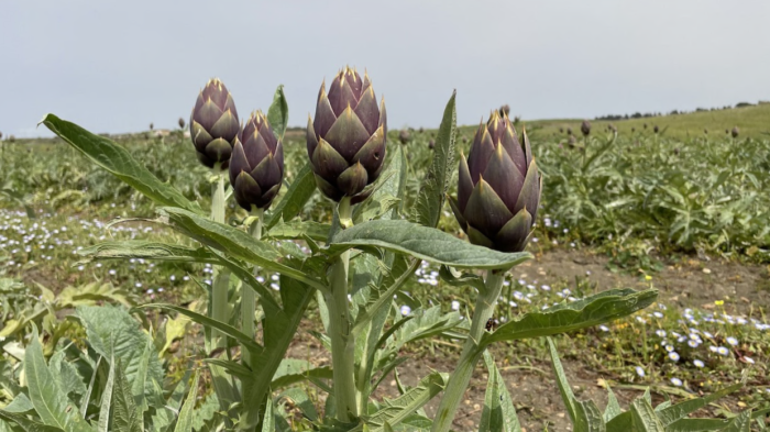 The spiny artichoke of Memphis