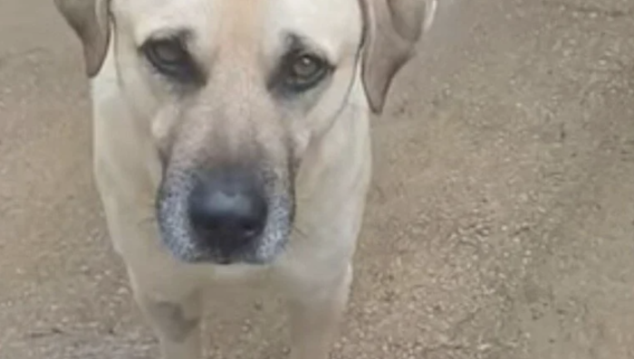 In Marina di Ragusa, the petition to free Ciccio, the neighborhood dog, is underway.