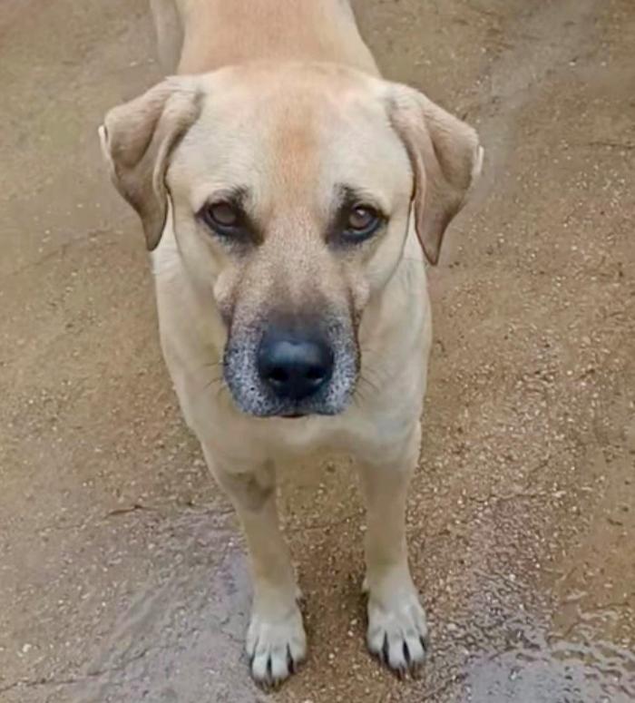 Marina di Ragusa, the neighborhood dog Ciccio released back into the wild