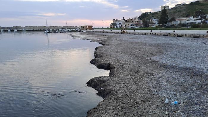 Sos Posidonia amid shadows and delays: "Enough Inaction." The mayor challenges the Region and calls for transparency.