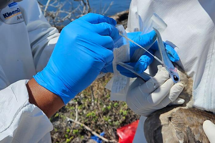 Avian flu: there is a case of a person in Lombardy, the first in Europe.